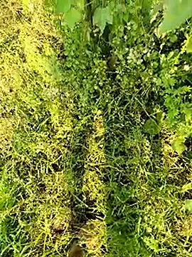 himvilohi08 online show from January 13, 2026, 4:38 am