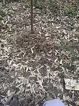 Telugu person12 online show from January 10, 2026, 7:36 am