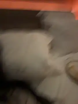 Snapshot of Ofcourseoneday chatting on March 8, 2026, 1:36 pm Ofcourseoneday online show from March 8, 2026, 1:36 pm