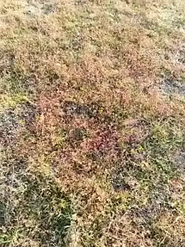 coocon2020 online show from November 16, 2025, 2:38 am