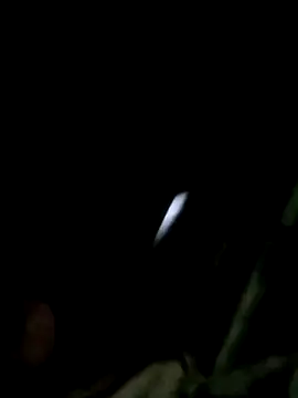 maple694 online show from December 14, 2025, 8:42 am