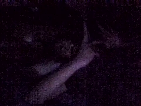 Snapshot of harish_x chatting on March 4, 2026, 6:59 pm harish x online show from March 4, 2026, 6:59 pm