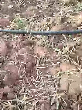 sonotutto online show from September 21, 2025, 2:44 pm