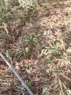 sonotutto online show from October 11, 2025, 8:04 am