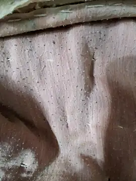 RAYI Queen 3 online show from January 10, 2026, 9:54 pm