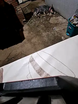 Negodabenga online show from October 27, 2025, 11:27 pm