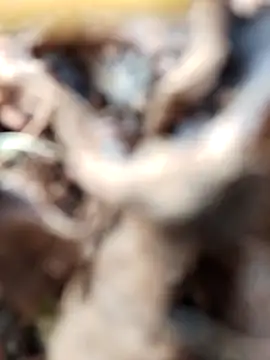 Gauri-Dhar online show from November 3, 2025, 10:19 am