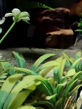 sana-5 online show from April 30, 2026, 12:45 pm