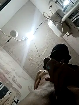 Snapshot of Gusttavotesudoxxvvc chatting on September 22, 2025, 4:29 am Gusttavotesudoxxvvc online show from September 22, 2025, 4:29 am