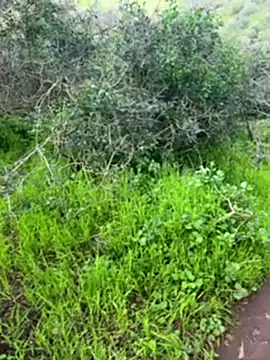 Yasar-Xxxl online show from March 6, 2026, 3:51 pm