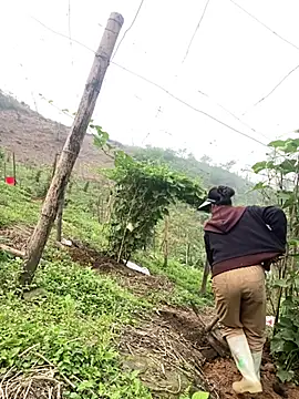 Huong-Ly online show from March 27, 2026, 8:22 am