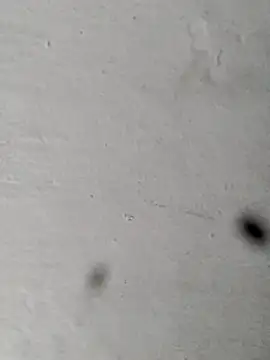 Mollysdick online show from April 16, 2026, 1:45 pm