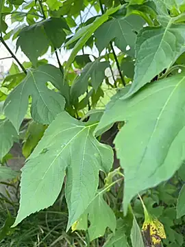 magraocam online show from April 9, 2026, 4:57 pm