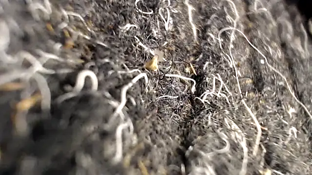 Snapshot of BiglovelyXXL chatting on April 2, 2026, 3:46 am BiglovelyXXL online show from April 2, 2026, 3:46 am