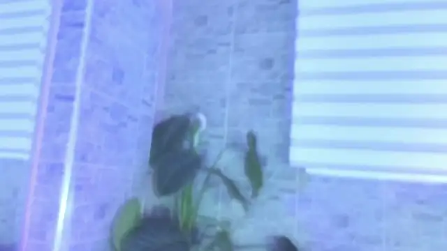 Snapshot of SophiaBloss chatting on November 22, 2025, 12:26 pm SophiaBloss online show from November 22, 2025, 12:26 pm