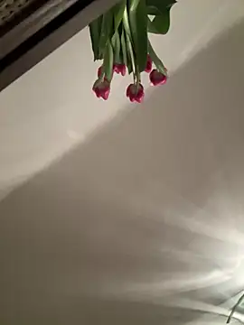 Snapshot of SophiiaStarr chatting on February 7, 2026, 7:33 pm SophiiaStarr online show from February 7, 2026, 7:33 pm