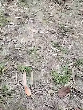 Nehal979 online show from February 4, 2026, 6:41 am