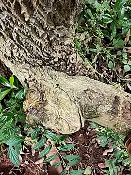 Snapshot of telugumodda4396 chatting on October 23, 2025, 6:34 am telugumodda4396 online show from October 23, 2025, 6:34 am