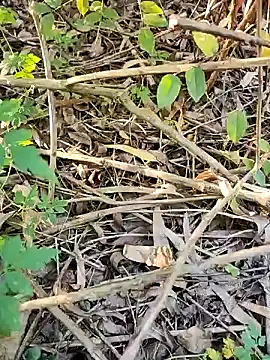 Snapshot of telugumodda4396 chatting on October 21, 2025, 1:05 am telugumodda4396 online show from October 21, 2025, 1:05 am