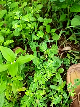 Snapshot of telugumodda4396 chatting on September 21, 2025, 7:02 am telugumodda4396 online show from September 21, 2025, 7:02 am