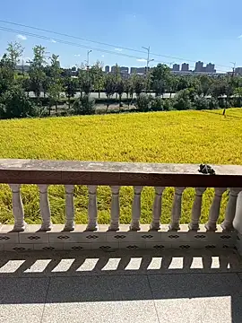 dachui 168 online show from October 6, 2025, 3:29 am