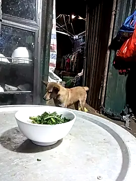 doggy-00 online show from June 10, 2026, 11:06 pm
