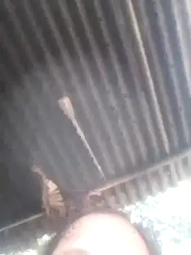 jacka 305 online show from January 11, 2026, 6:53 am