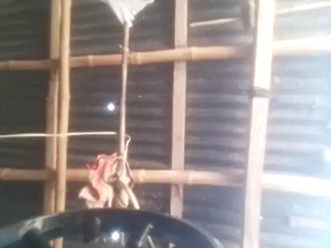 jacka 305 online show from February 8, 2026, 5:05 am