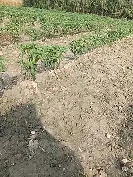 Snapshot of Shivanisingh4 chatting on March 29, 2026, 3:19 am Shivanisingh4 online show from March 29, 2026, 3:19 am