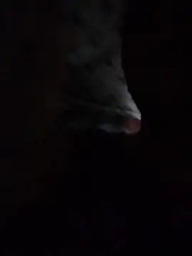 May Bombs online show from February 5, 2026, 10:49 pm