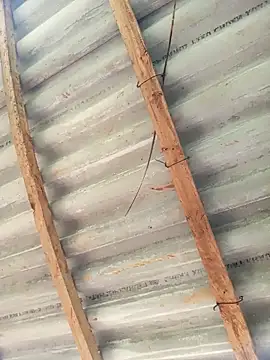 Heylen hooo online show from March 26, 2026, 5:17 am