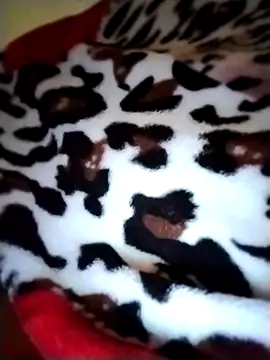 Sia9t online show from April 23, 2026, 2:30 pm