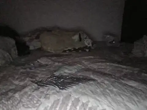 Snapshot of bscc chatting on January 31, 2025, 12:07 pm bscc online show from January 31, 2025, 12:07 pm