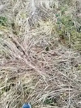 Snapshot of Muzz_2020 chatting on March 17, 2025, 7:13 am Muzz 2020 online show from March 17, 2025, 7:13 am