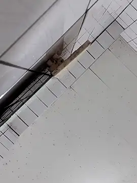 cindy01113520 online show from October 2, 2025, 3:04 pm