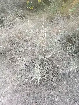 Snapshot of rameshmry1 chatting on March 6, 2026, 12:11 pm rameshmry1 online show from March 6, 2026, 12:11 pm