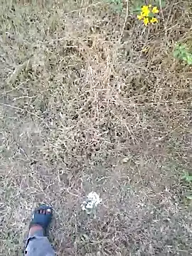 Snapshot of rameshmry1 chatting on March 21, 2026, 12:20 pm rameshmry1 online show from March 21, 2026, 12:20 pm