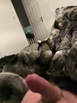 Furdale online show from November 26, 2025, 5:24 pm