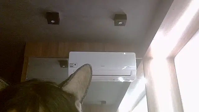 Snapshot of Skinny-Kitten chatting on July 7, 2026, 7:39 pm Skinny-Kitten online show from July 7, 2026, 7:39 pm